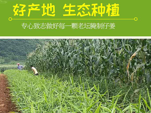 酸辣姜仔 酸辣姜仔